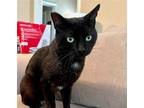 Adopt Ted Lasso a All Black Domestic Shorthair / Mixed (short coat) cat in Los