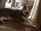 Adopt Dave a Brown/Chocolate - with White Husky / Alaskan Malamute / Mixed dog