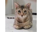 Adopt Fromagere a Gray, Blue or Silver Tabby Domestic Shorthair / Mixed (short