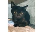 Adopt Black Jack a Domestic Shorthair / Mixed cat in Atlantic City