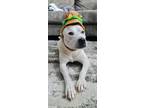 Adopt Roach a White - with Red, Golden, Orange or Chestnut American Pit Bull