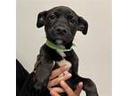 Adopt Axel a Mixed Breed (Medium) / Mixed dog in Rancho Santa Fe, CA (38933253)