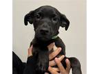 Adopt Cash a Mixed Breed (Medium) / Mixed dog in Rancho Santa Fe, CA (38933250)