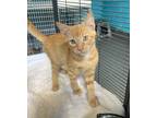Adopt Ej a Domestic Shorthair / Mixed cat in Troy, VA (38940854)
