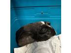 Adopt Seal a Guinea Pig small animal in New York, NY (38940611)