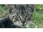 Adopt Michi a Gray, Blue or Silver Tabby Tabby / Mixed (short coat) cat in