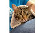 Adopt Papa a Domestic Shorthair / Mixed cat in Sheboygan, WI (38925119)