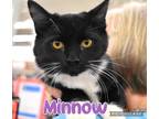 Adopt Minnow a Domestic Shorthair / Mixed (long coat) cat in Ft.