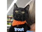 Adopt Trout a Domestic Shorthair / Mixed (short coat) cat in Ft.
