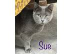 Adopt Sue Haralson a Domestic Shorthair / Mixed (short coat) cat in Rome