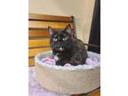 Adopt Tarragon a Domestic Shorthair / Mixed (short coat) cat in Columbia