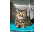Adopt Cappuccino a Domestic Mediumhair / Mixed (short coat) cat in Penticton
