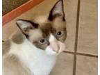 Adopt Migdalia a Cream or Ivory (Mostly) Siamese / Mixed (short coat) cat in