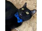 Adopt Onyx a All Black Domestic Shorthair / Mixed cat in Bountiful