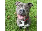 Adopt Winny a Gray/Silver/Salt & Pepper - with Black Mixed Breed (Medium) / Pit