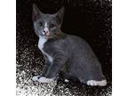 Adopt Kiri Tenki a Gray or Blue (Mostly) Domestic Shorthair / Mixed (short coat)