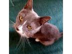 Adopt Saffron a Gray or Blue Domestic Shorthair / Mixed cat in Salt Lake City