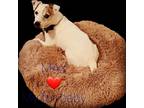 Adopt Max a White - with Brown or Chocolate Jack Russell Terrier / Mixed dog in