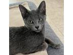 Adopt Frido a Gray or Blue Domestic Mediumhair / Mixed cat in Jupiter