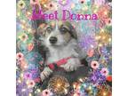 Adopt Donna a Tricolor (Tan/Brown & Black & White) Jack Russell Terrier / Mixed