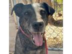 Adopt Gary a Black Mixed Breed (Medium) / Mixed dog in Moab, UT (38938635)