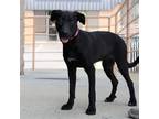 Adopt Scarlett a Black Labrador Retriever / Mixed dog in Chantilly