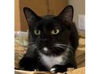 Adopt Peanut a Black (Mostly) Domestic Shorthair / Mixed (short coat) cat in