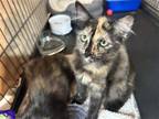 Adopt Shirley a Tortoiseshell Domestic Shorthair / Mixed (short coat) cat in