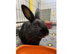Adopt Cayenne *bonded To Rosemary* a Dwarf / Mixed rabbit in Victoria