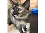 Adopt Stella a Tortoiseshell Domestic Shorthair / Mixed (short coat) cat in