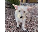 Adopt Hugo a White Jack Russell Terrier dog in Vail, AZ (38921126)
