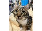 Adopt Ira a Brown Tabby Domestic Shorthair / Mixed (short coat) cat in Stanhope