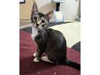 Adopt Eddie a Brown Tabby Domestic Shorthair / Mixed (short coat) cat in
