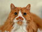 Adopt Cheddar a Orange or Red (Mostly) Persian / Mixed (long coat) cat in