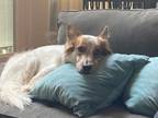 Adopt Shrute a White - with Tan, Yellow or Fawn Australian Cattle Dog / Sheltie