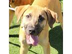 Adopt Twixie a Brown/Chocolate Mixed Breed (Medium) / Mixed dog in Chatham
