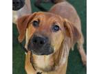 Adopt Chase a Brown/Chocolate Mixed Breed (Medium) / Mixed dog in Chatham