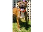 Adopt Handsome a Pit Bull Terrier / Mixed dog in Atlantic City, NJ (38936519)