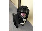 Adopt Mira a Black Labrador Retriever / Rat Terrier / Mixed dog in Waukee