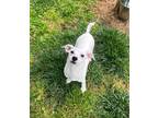 Adopt Lisa a White Jack Russell Terrier / Mixed dog in Vienna, OH (38936160)