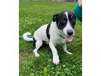 Adopt Jaz a White Jack Russell Terrier / Mixed dog in Vienna, OH (38936158)