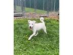 Adopt Will a White Jack Russell Terrier / Mixed dog in Vienna, OH (38936156)