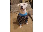 Adopt Hobbes a White - with Black American Pit Bull Terrier / Mixed dog in