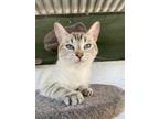 Adopt Valentina a White Domestic Shorthair / Domestic Shorthair / Mixed cat in