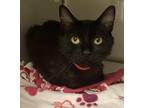 Adopt KIMMY a All Black Domestic Mediumhair / Mixed (medium coat) cat in Diamond