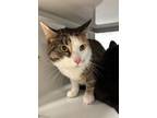 Adopt LEIA a Domestic Mediumhair / Mixed (medium coat) cat in Diamond Springs