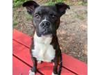 Adopt Roberto a Brindle Boxer / Mixed dog in Chattanooga, TN (38936137)