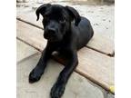 Adopt Sawyer a Mixed Breed (Medium) / Mixed dog in Rancho Santa Fe