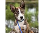 Adopt Kenny a Mixed Breed (Medium) / Mixed dog in Rancho Santa Fe, CA (38935392)