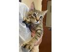 Adopt Dewy a Brown or Chocolate Domestic Shorthair / Domestic Shorthair / Mixed